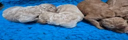 Cockapoo honden te koop: Cockapoo F2b pups - Advertentie 8