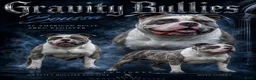 Amerikaanse Bully honden ter dekking: American Bully XL dekreu  - Advertentie 9