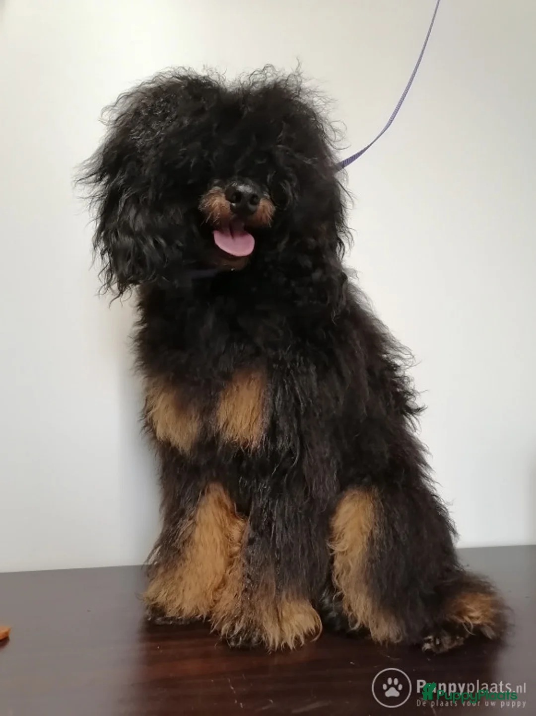 Poedel honden ter dekking: Dekreu Black and tan  dwerg poedel in Zwartemeer - Advertentie 5