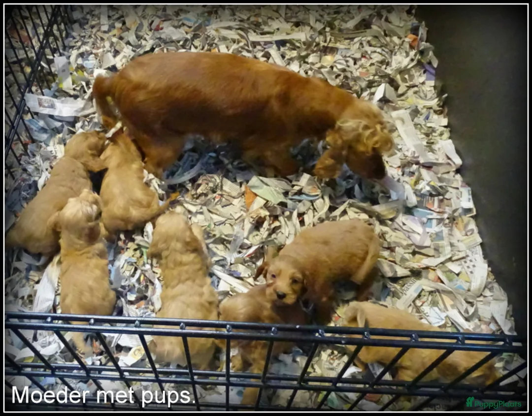 Cockapoo honden te koop: Cockapoo pups - Advertentie 19