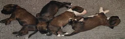 Tibetaanse Terriër honden te koop: Raszuivere Tibetaanse Terriër pups  - Advertentie 17