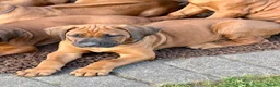 Rhodesian Ridgeback honden te koop: Rhodesian Ridgeback puppy's - Advertentie 1