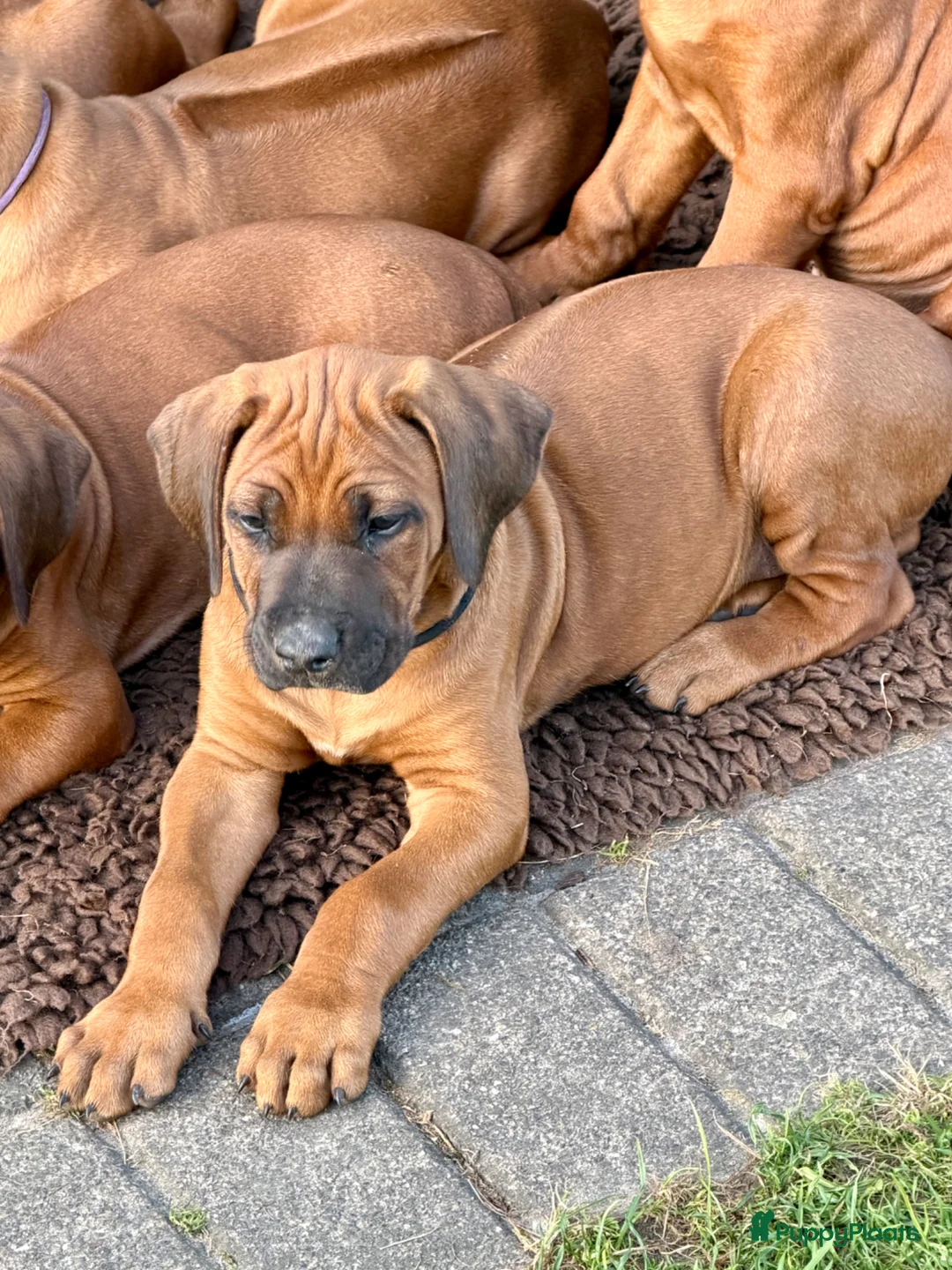 Rhodesian Ridgeback honden te koop: Rhodesian Ridgeback puppy's - Advertentie 1