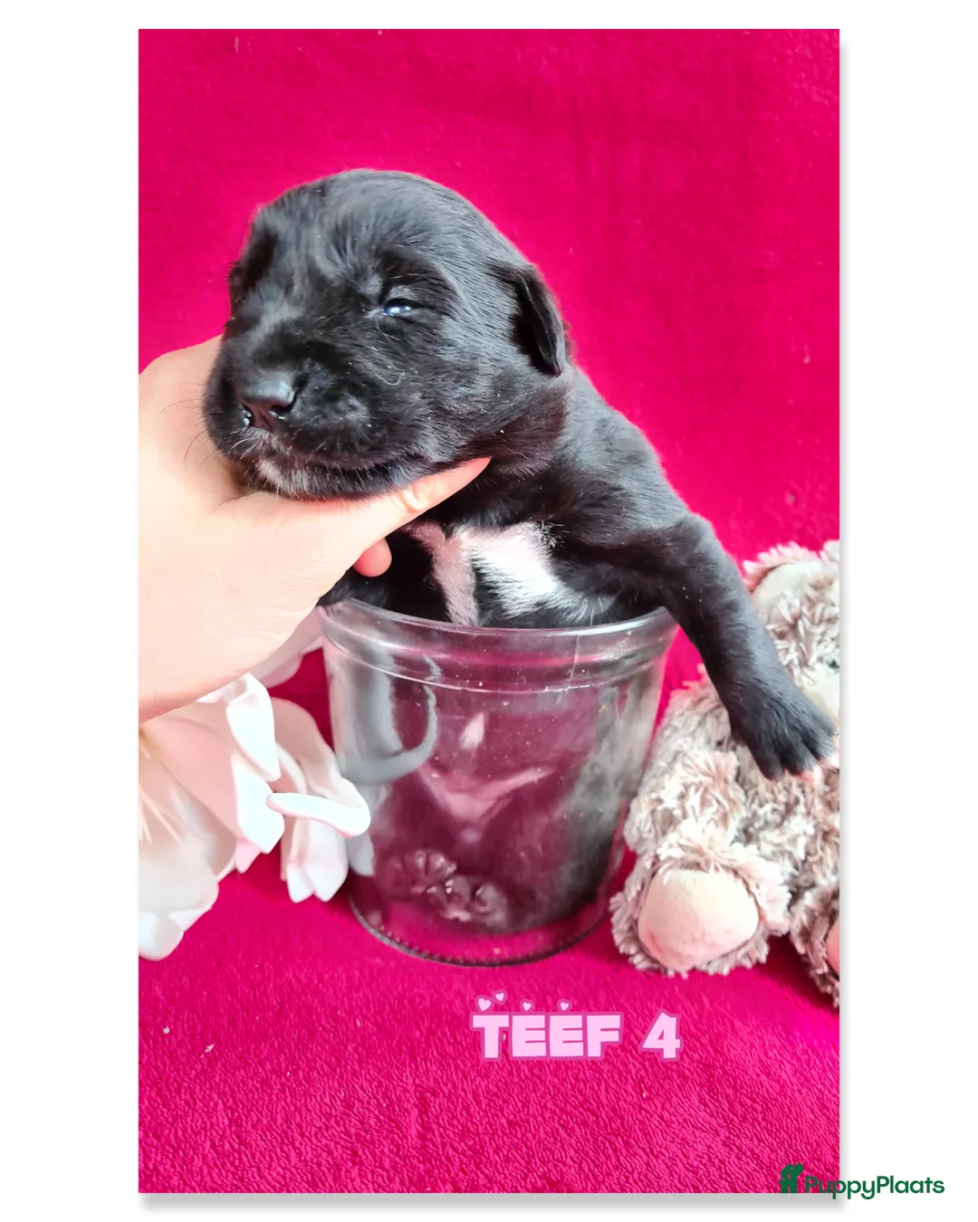 Kruising honden te koop: Prachtige F1 Borador pups van Stamboom ouders - Advertentie 15