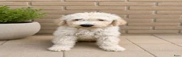 Kruising honden te koop: laatste labradoodle pup zoekt een gouden mandje - Advertentie 10
