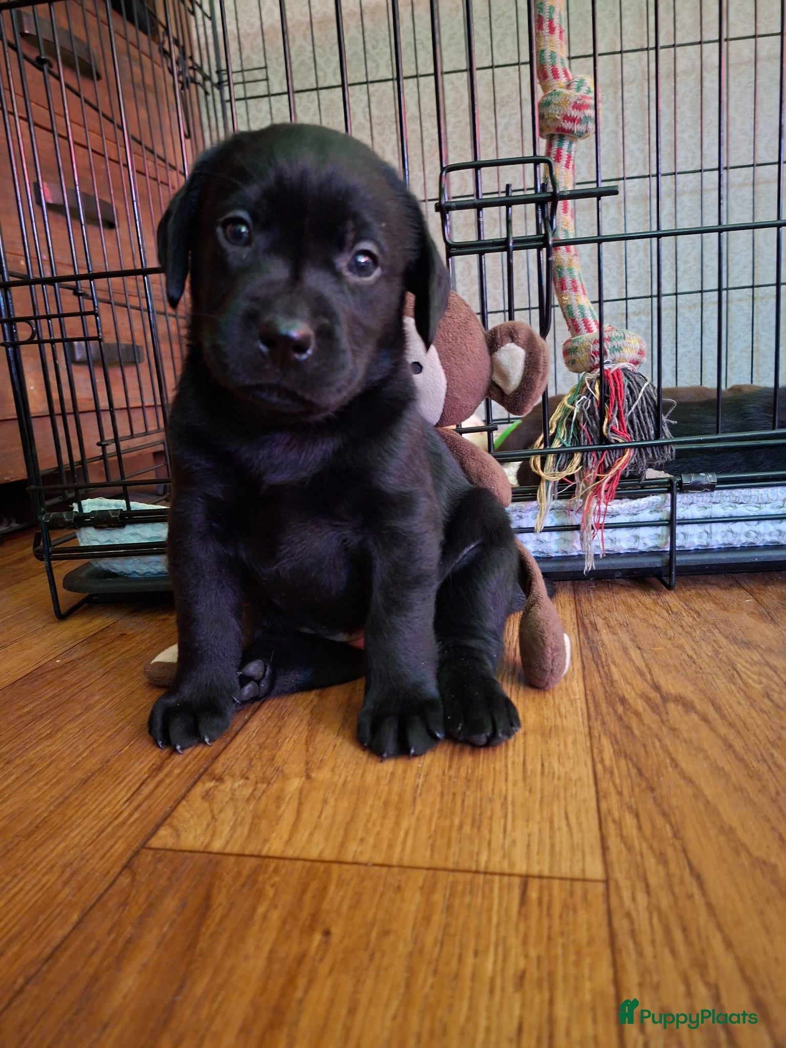 Labrador Retriever honden Nog 1 zwart labrador retriever meisje.. - Advertentie 1