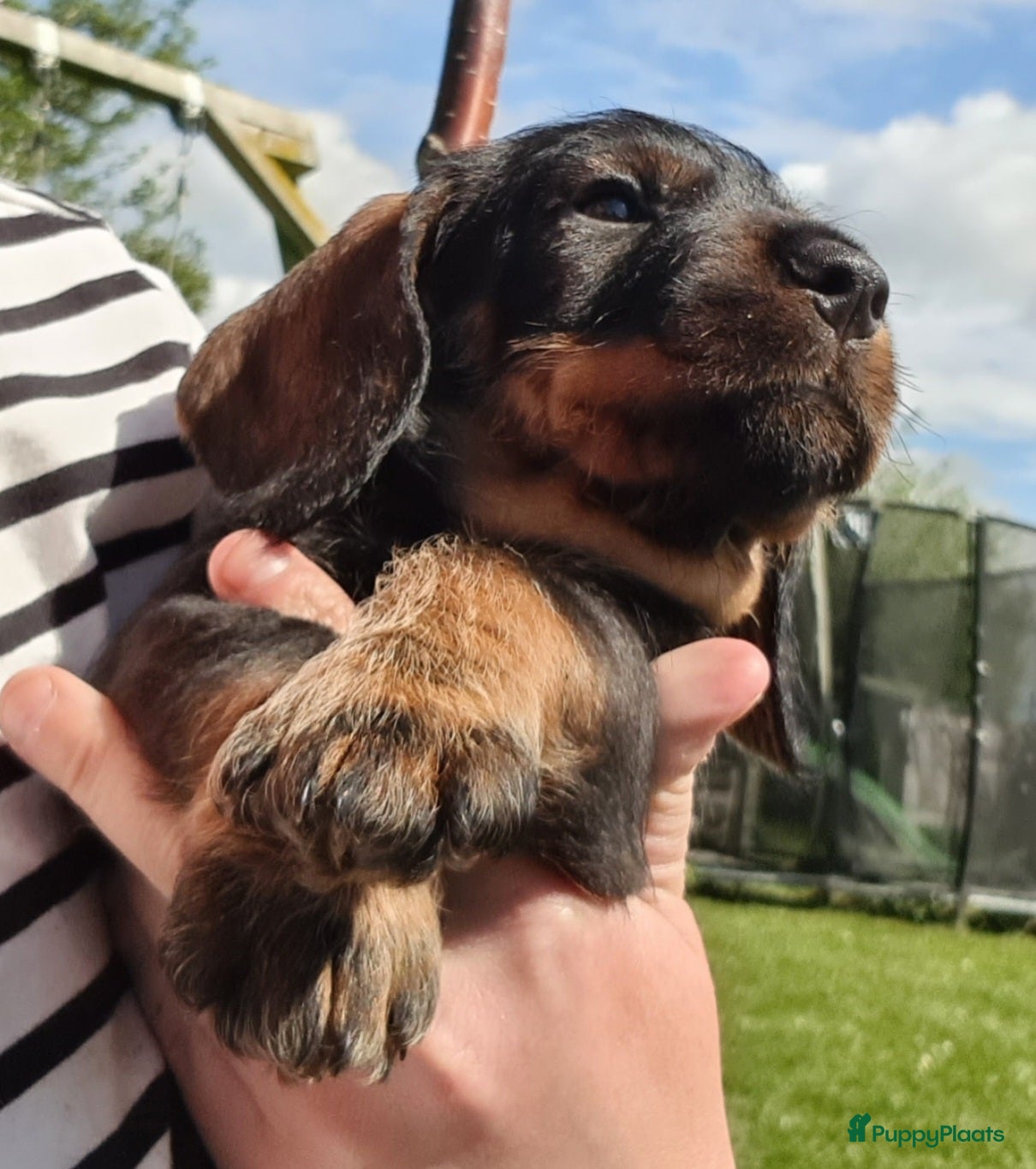 Ruwhaar Teckel honden Ruwhaar standaard teckel - Advertentie 2