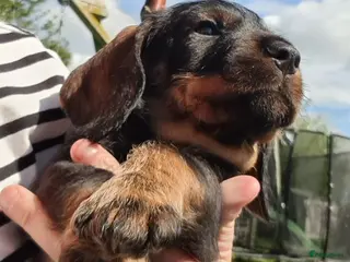 Ruwhaar Teckel honden Ruwhaar standaard teckel - Advertentie 2