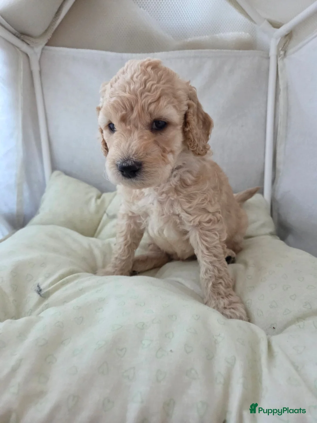 Labradoodle honden te koop: Medium labradoodle pups  - Advertentie 4