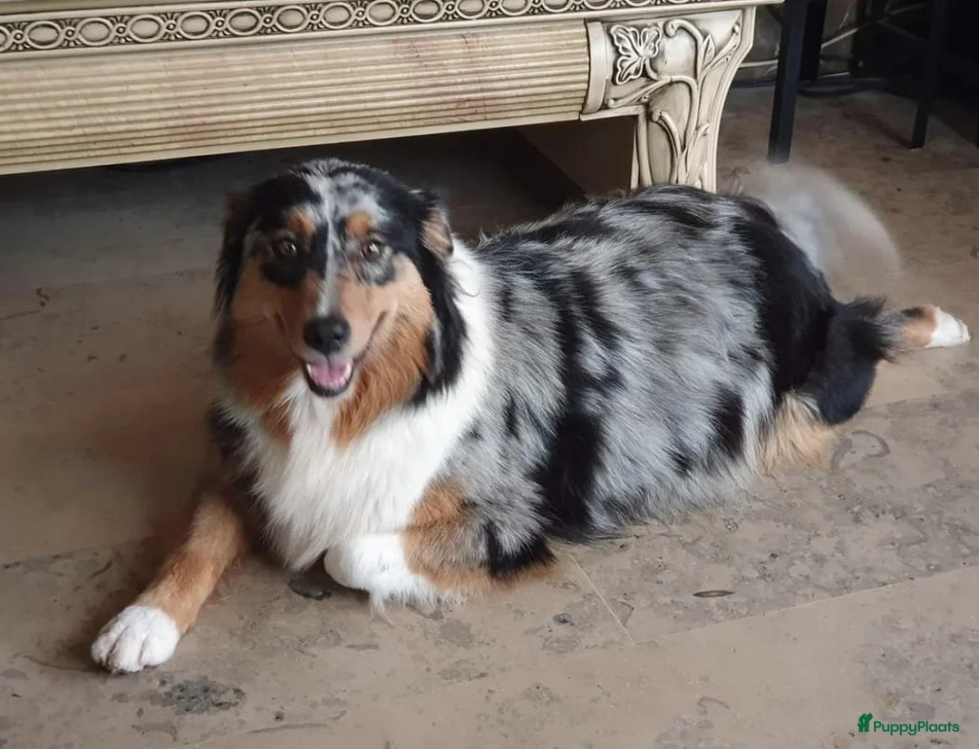Australian Shepherd honden te koop: VERWACHT Australian Shepherd pupjes - Advertentie 5