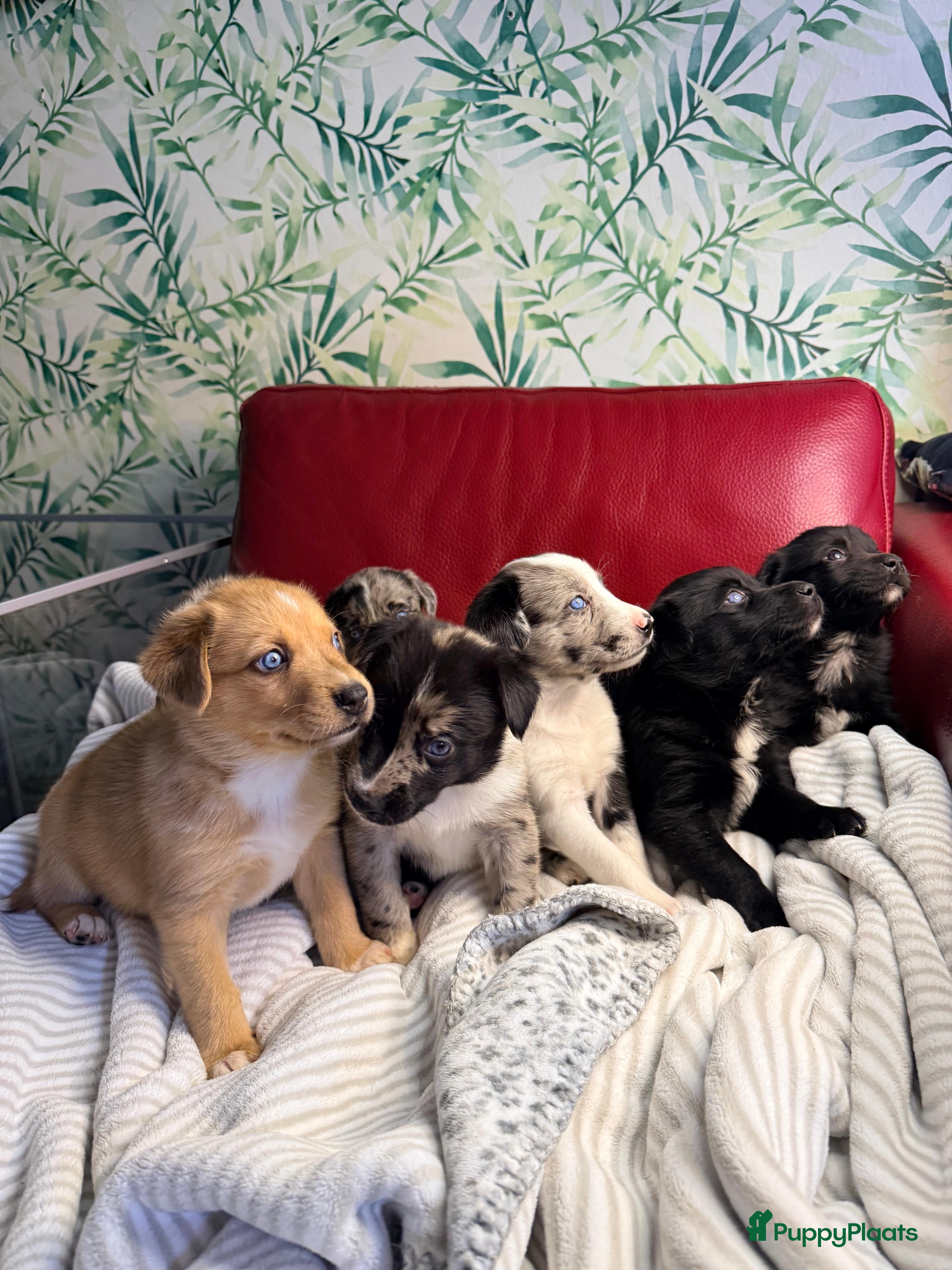 Kruising honden Picasso Puppies - Advertentie 6