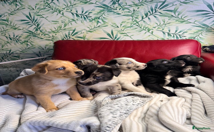 Kruising honden Picasso Puppies - Advertentie 3