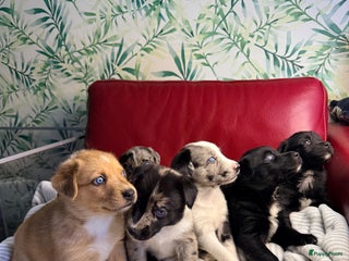 Kruising honden Picasso Puppies - Advertentie 2