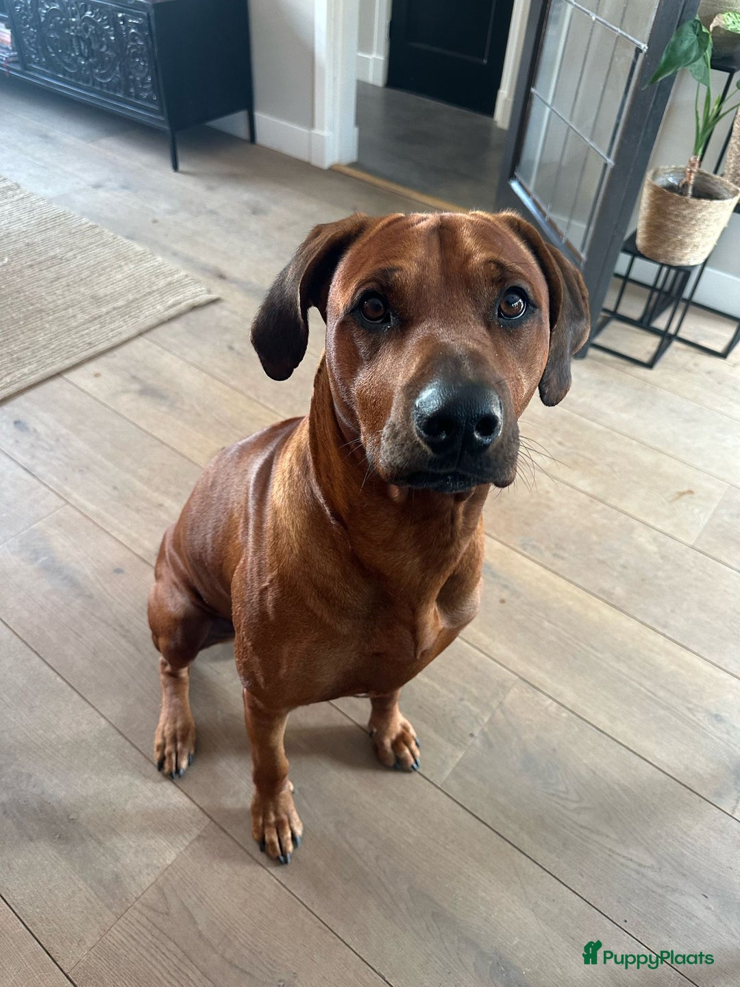 Rhodesian Ridgeback honden te koop: 🐾 Rhodesian Ridgeback kruising 🐾 - Afbeelding 13