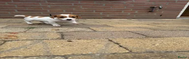Jack Russel Terriër 4