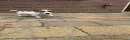 Jack Russel Terriër honden te koop: Jack Russell pups te koop - Advertentie 17