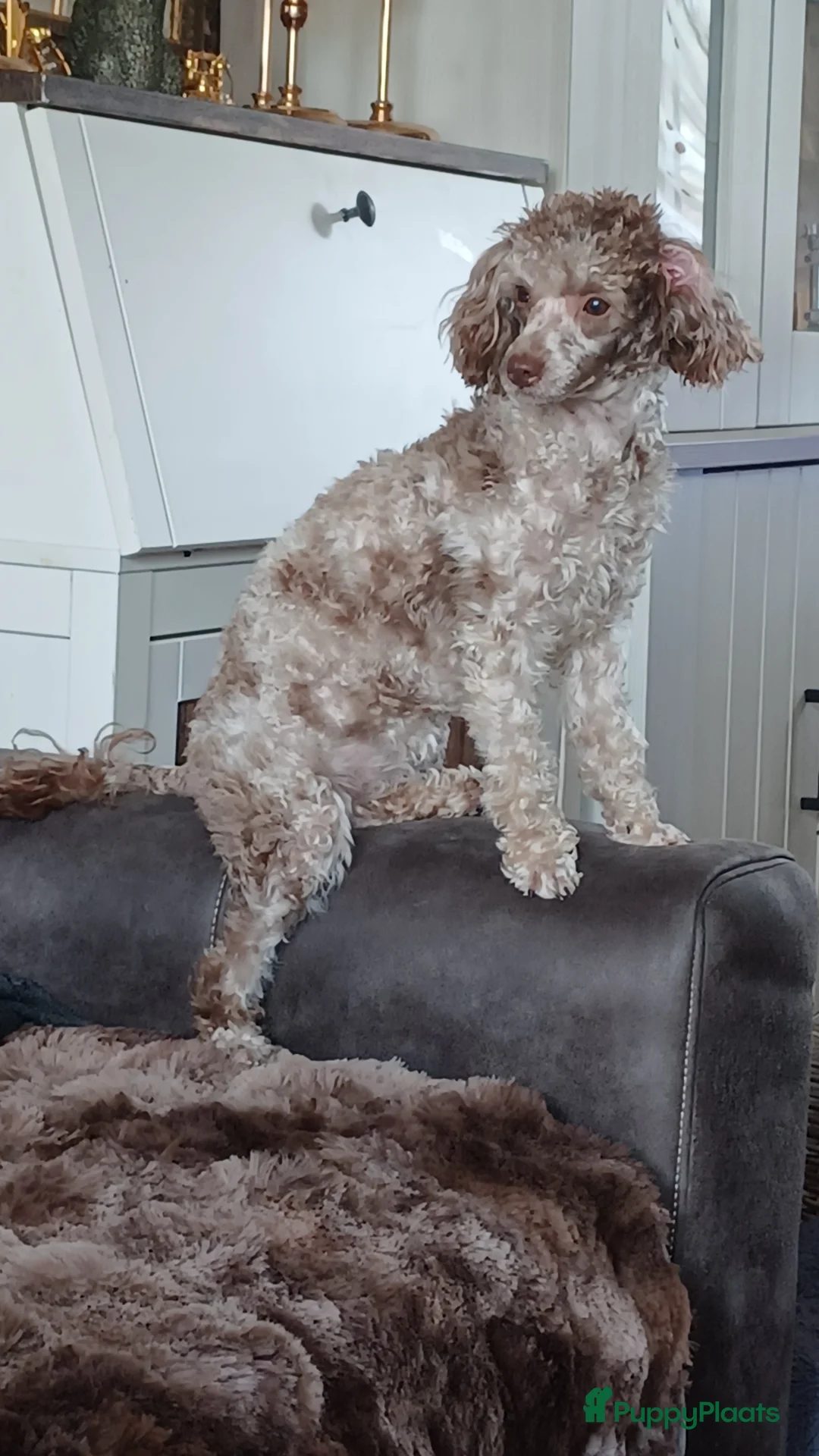 Poedel Toy honden te koop: Toy poedel reutje  - Advertentie 4