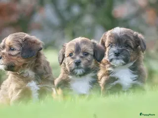 Shihpoo honden mooie kleinblijvende shihpoo doodle mini - Advertentie 2