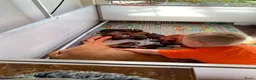 Rhodesian Ridgeback honden te koop: Rhodesian ridgeback - Advertentie 9