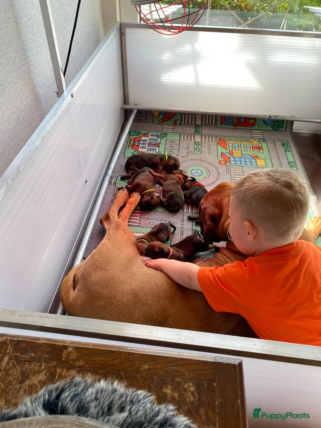 Rhodesian Ridgeback honden te koop: Rhodesian ridgeback - Advertentie 9