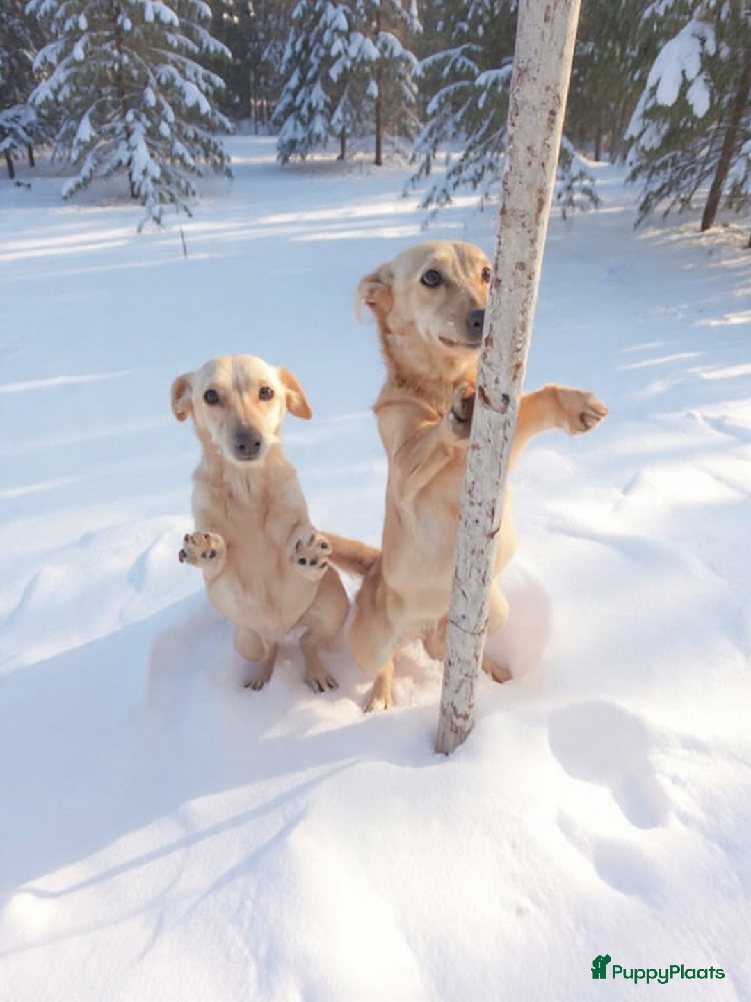 Kruising honden te koop: Thema en Louis zoeken baasje - Advertentie 1