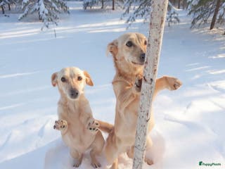 Kruising honden Thema en Louis zoeken baasje - Advertentie 3