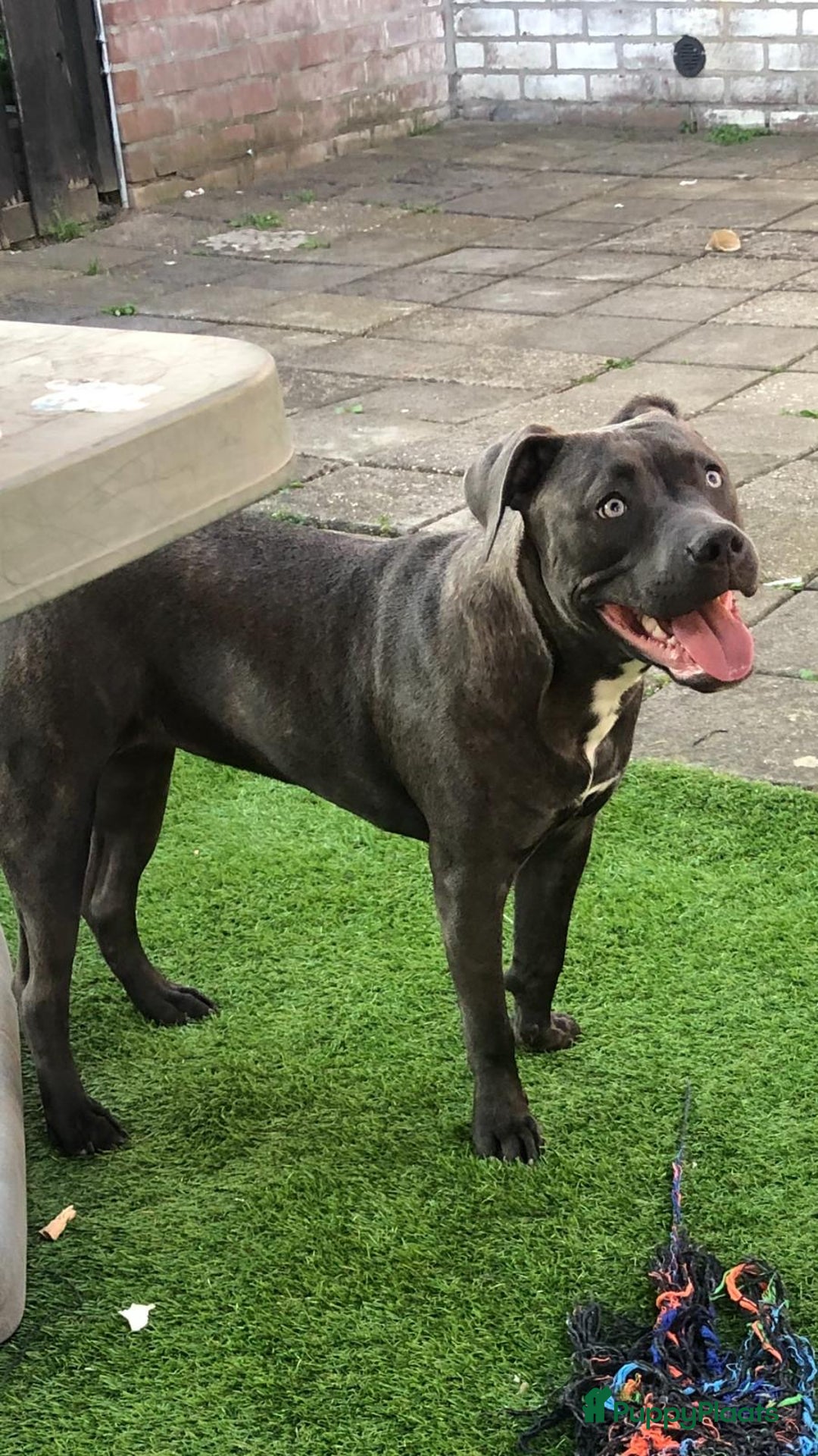 Amerikaanse Bully honden te koop: Nieuw huisje gezocht voor onze lieve luna - Advertentie 1