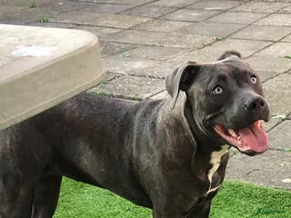 Amerikaanse Bully honden Nieuw huisje gezocht voor onze lieve luna - Advertentie 2