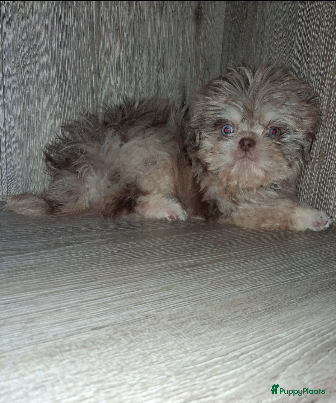 Shih Tzu honden te koop: Merle shih tzu pup - Advertentie 2