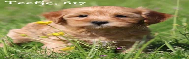 Maltipoo Puppy 8