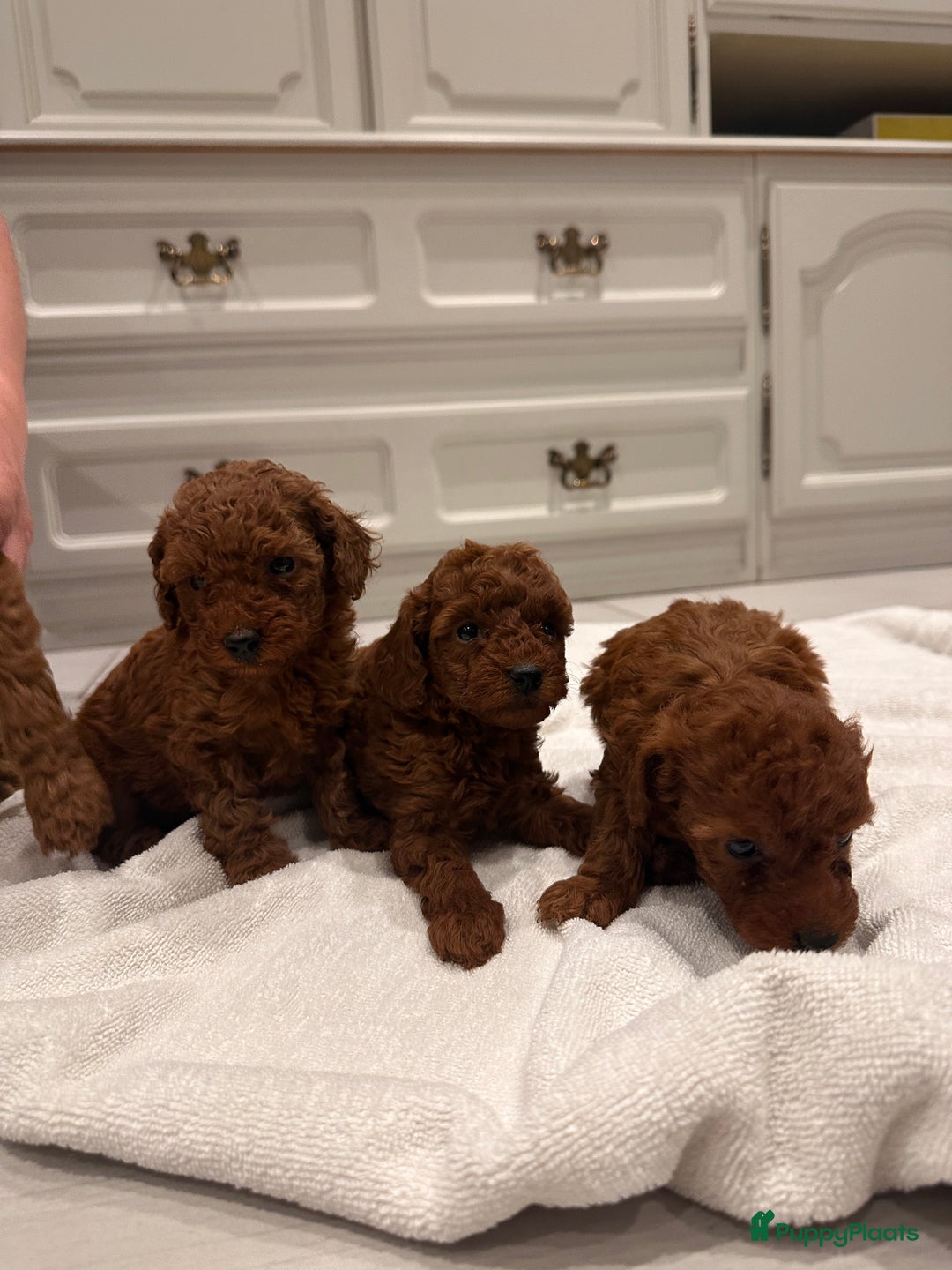 Dwergpoedel honden te koop: Poedel abrikoos - Advertentie 2