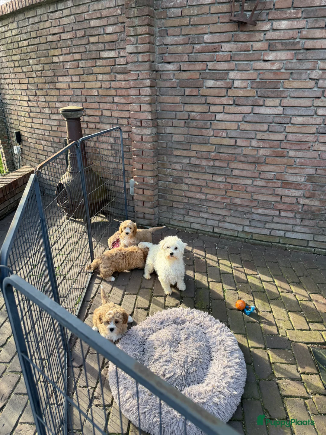 Maltipoo honden te koop: Maltipoo (Toy Poedel x Maltezer) pups - Advertentie 32