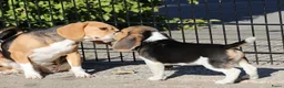 Beagle honden te koop: Beagle pups beschikbaar  - Advertentie 4