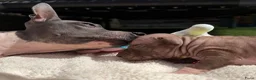 Amerikaanse Naakthond honden te koop: American hairless terrier / naakthond - Advertentie 6