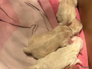 Kruising honden Boompoo pups - Advertentie 4