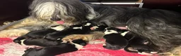 Bearded Collie honden te koop: Prachtige en lieve Bearded Collie pups  - Advertentie 4