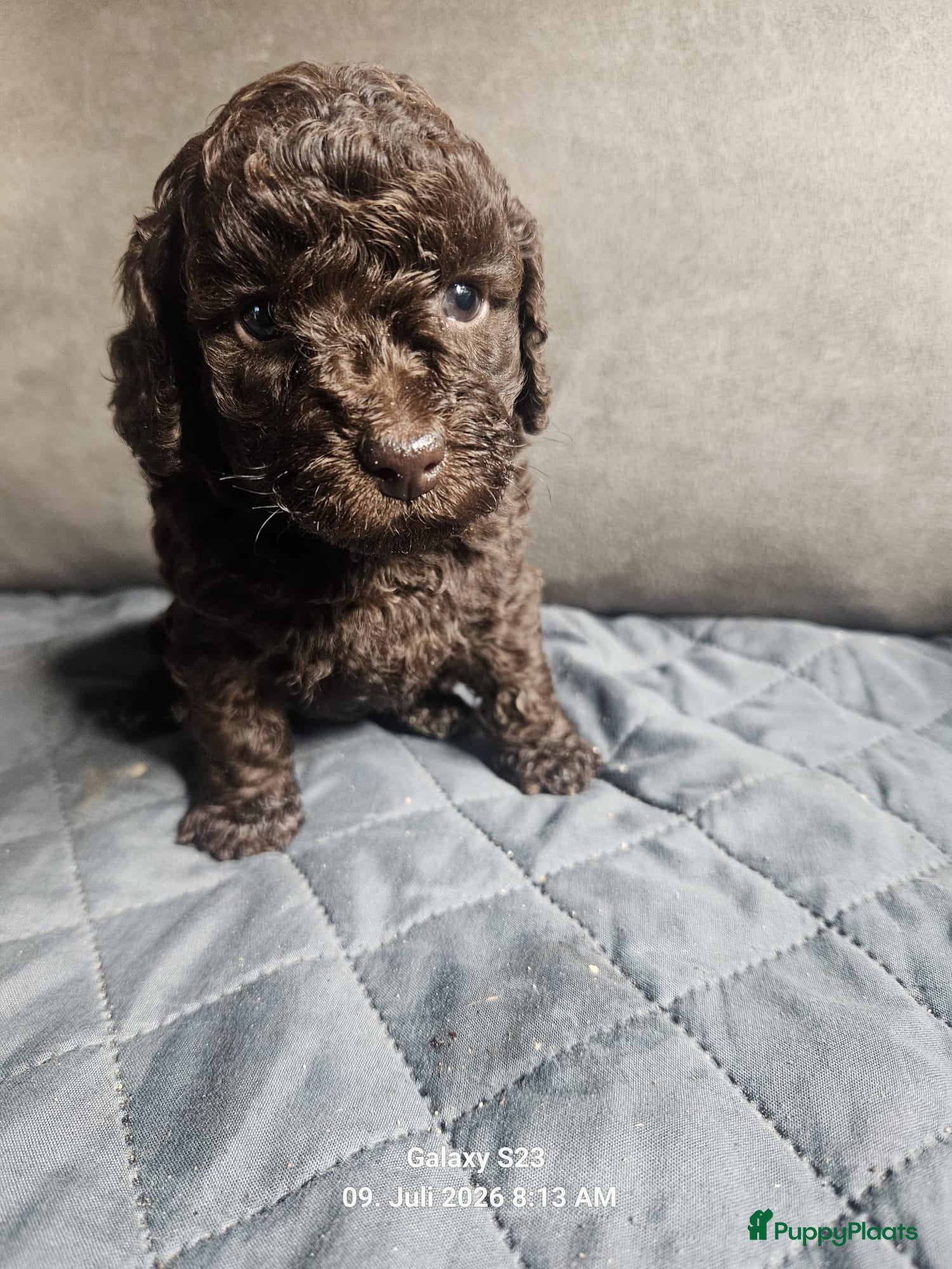 Labradoodle honden Echte hele kleine minni labradoodle  - Advertentie 2