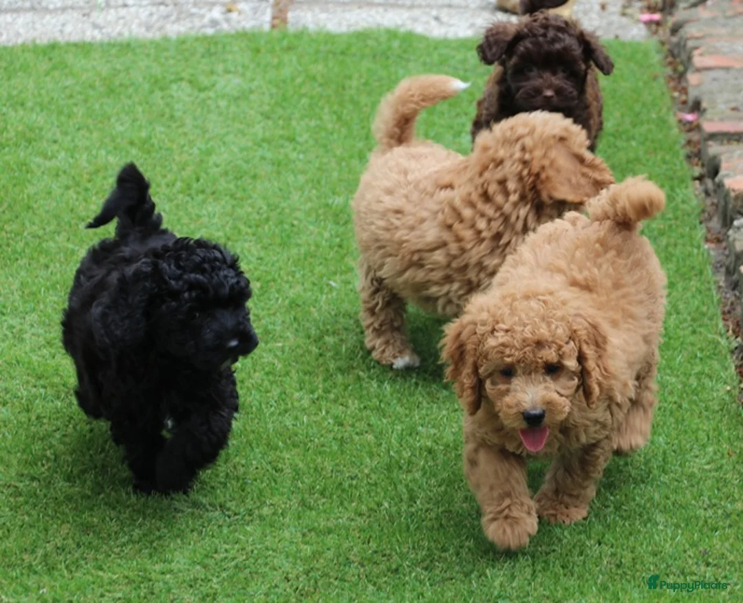 Aussiedoodle honden te koop: werd doodle pups beschikbaar  - Advertentie 7