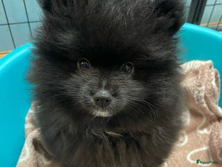 Pomeriaan honden Een prachtige pomeriaan/dwergkees pup, reu💙 - Advertentie 1