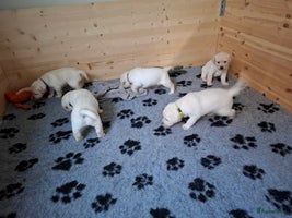 Labrador Retriever honden Blonde labrador puppy's te koop - Advertentie 8