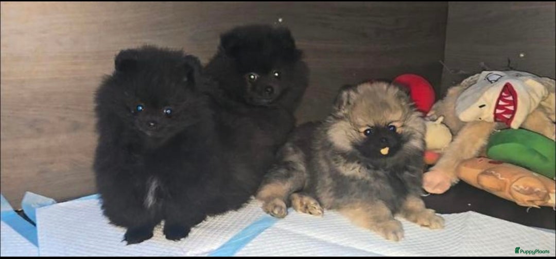 Pomeriaan honden te koop: prachtige pomeriaan pups te koop 1 reutje 1 teefje - Advertentie 1