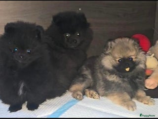 Pomeriaan honden prachtige pomeriaan pups te koop 1 reutje 1 teefje - Advertentie 1