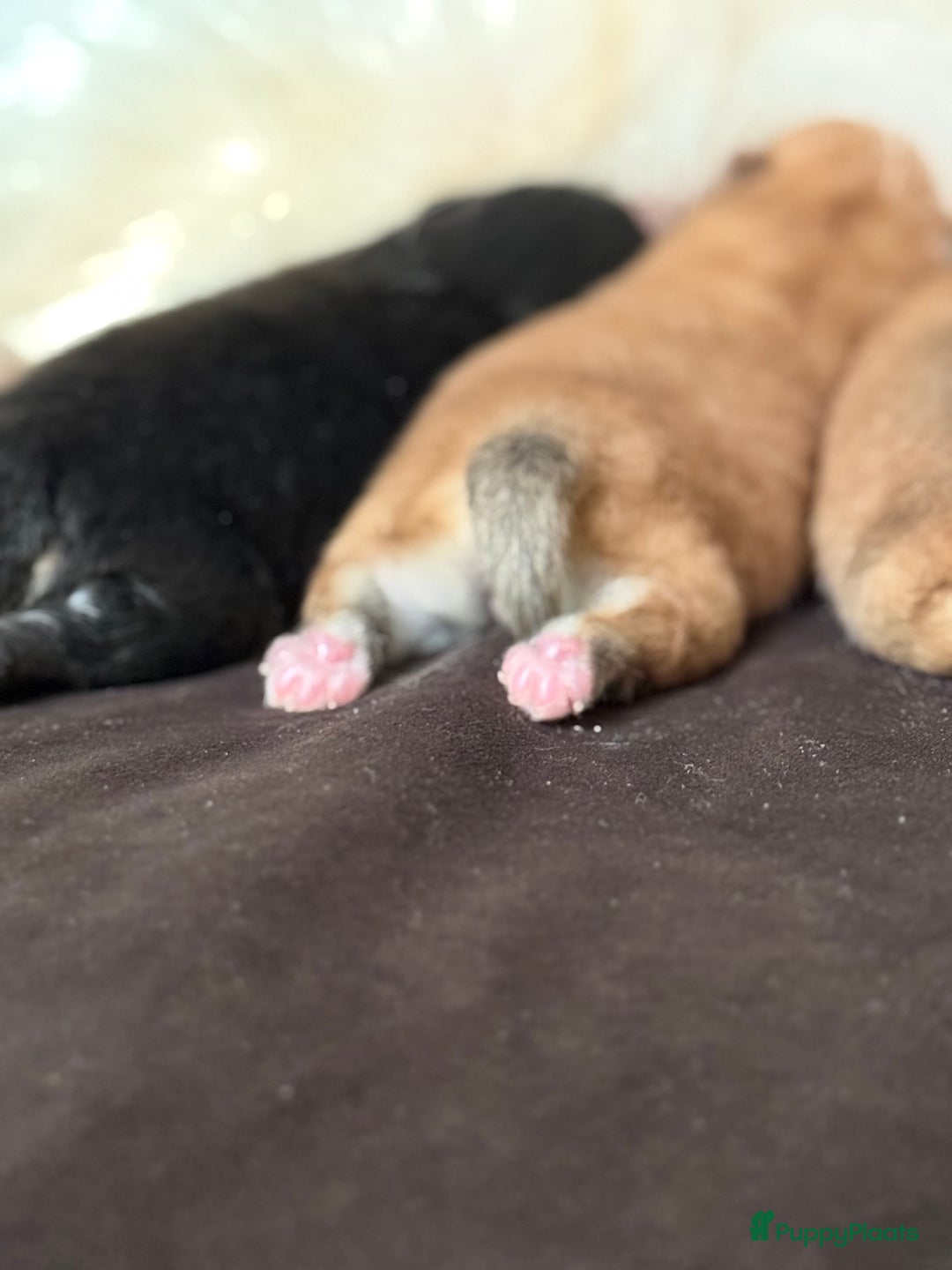 Pomeriaan honden te koop: Raszuivere Pomeranian / pomeriaan pups 🐾 - Advertentie 5