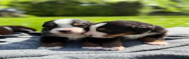 Berner Sennenhond Puppy 6