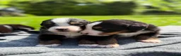 Berner Sennenhond honden te koop: Berner sennen pups met stamboom - Advertentie 10