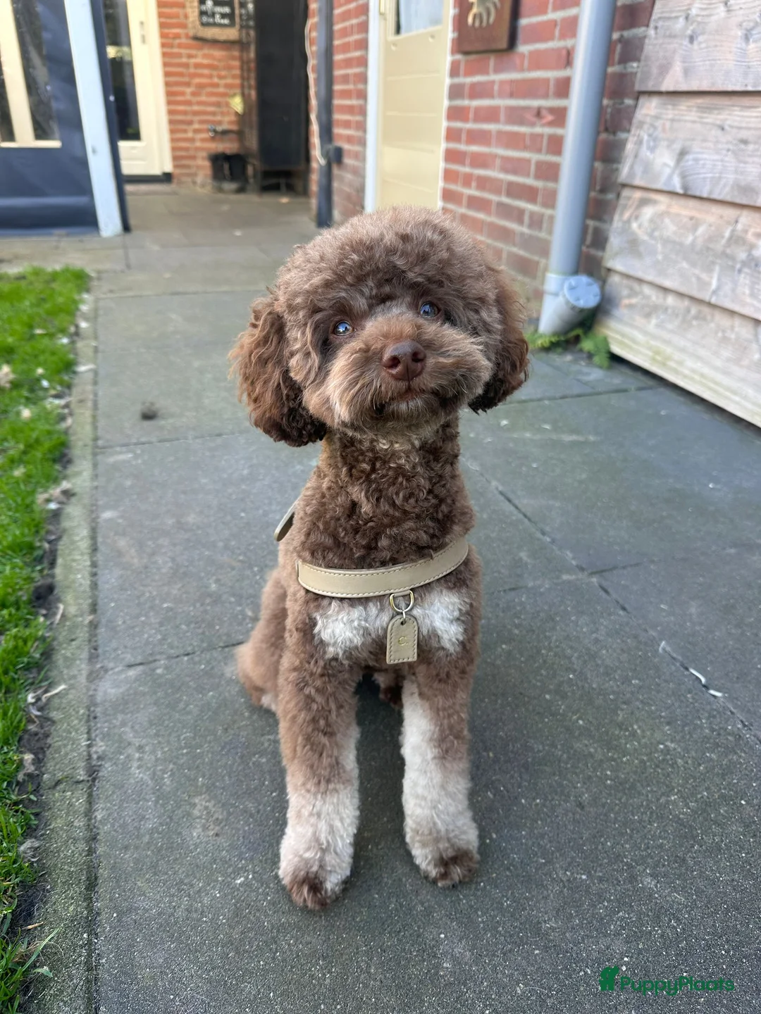 Labradoodle honden te koop: 6 prachtige Labradoodle puppy’s beschikbaar - Advertentie 2