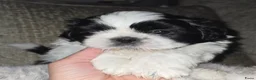 Shih Tzu honden te koop: Beschikbaar raszuivere shih-tzu pups  - Advertentie 2
