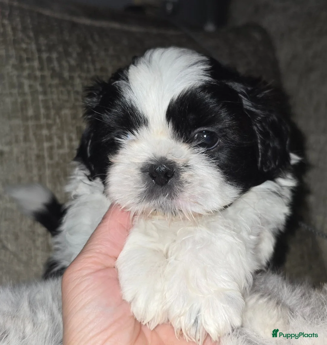 Shih Tzu honden te koop: Beschikbaar raszuivere shih-tzu pups  - Advertentie 2
