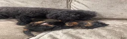 Poedel Toy honden te koop: Toy poedel pups mogen 25 mei uitvliegen - Advertentie 1