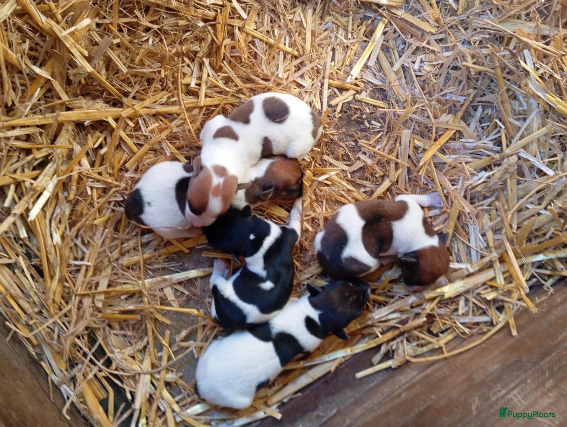 Jack Russel Terriër honden te koop: Boerderijpups jack russel reutjes - Advertentie 1